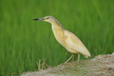 Squacco Heron - Ardeola ralloides pelecaniformes,Europe,Wetlands,Flying,Ponds and lakes,Aves,Ardeola,Ardeidae,Africa,Chordata,ralloides,Carnivorous,Animalia,Ciconiiformes,Terrestrial,Aquatic,Least Concern,Streams and rivers,Temporary