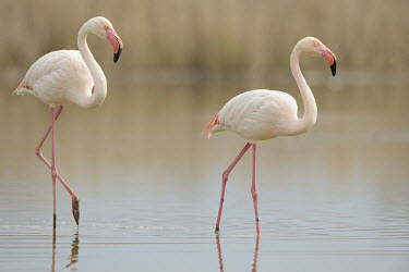 Greater Flamingo - Phoenicopterus roseus camargue,fenicotteri,fenicottero,flamingo,Greater Flamingo,Phoenicopterus roseus,Phoenicopteridae,Phoenicopteriformes,Ciconiiformes,Herons Ibises Storks and Vultures,Chordates,Chordata,Flamingos,Aves,