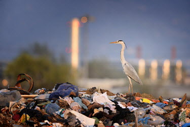 King of Dump wastfood,pollution,waste,dump,animals,heron,discarica,airone