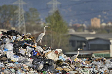 Two grey herons laying on the waste, waiting for food wastfood,pollution,waste,dump,animals,birds,heron,discarica,aironi