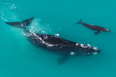 Southern right whale mother and calf lying in the calm waters of the De Hoop Marine Protected Area, South Africa De Hoop Nature Reserve & Marine Protected Area,Horizontal,Outdoors,South Africa,Southern Right Whale,Western Cape,aerial,africa,african,color image,colour image,day,image,mother and calf,photo,photogr