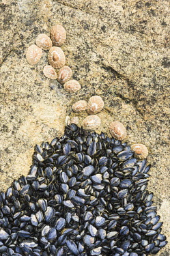 Invasive Mediterranean mussels encroach towards indigenous limpets. These mussels have invaded large strectches of the coastline and pushing out indigenous species Coastline,Marine Parks Photographic Survey,Marine Protected Area,Namaqualand National Park,Northern Cape,Outdoors,South Africa,africa,color,color image,colour,colour image,day,holiday destination,imag