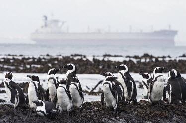 An iron-ore tanker cruises past in the distance as endangered African penguins rest on the coastline African Penguin,African conservation photography,Coastline,Horizontal,Islands,Marine Parks Photographic Survey,Robben Island,Seabirds,South Africa,Western Cape,World Heritage Site,africa,african,avian