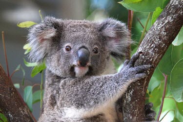 Koala portrait, captive Marsupial,Captive,Diprotodontia,Kangaroos, Wallabies,Phascolarctidae,Chordates,Chordata,Mammalia,Mammals,cinereus,Least Concern,Sub-tropical,Herbivorous,Animalia,Phascolarctos,Temperate,Arboreal,Tropi