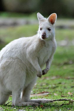White wallaby, captive Marsupial,Wild