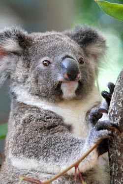 Koala portrait, captive Marsupial,portrait,Captive,Diprotodontia,Kangaroos, Wallabies,Phascolarctidae,Chordates,Chordata,Mammalia,Mammals,cinereus,Least Concern,Sub-tropical,Herbivorous,Animalia,Phascolarctos,Temperate,Arbor