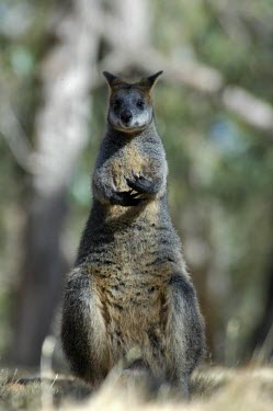 Wallaby Marsupial,Captive