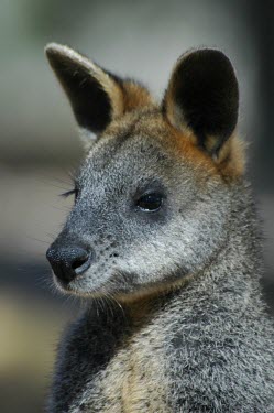 Wallaby potrait Marsupial,Captive