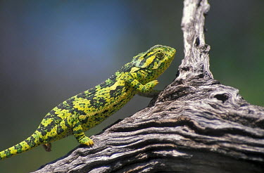 Chameleon on branch Reptile,Wild