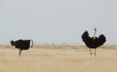 Ostriches: Before the fight Struthio camelus,ostrich,Wild