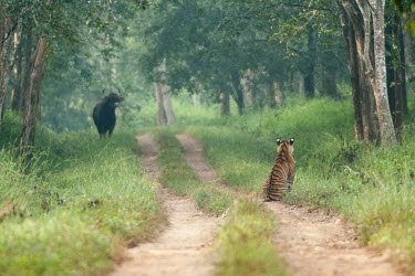 Tiger and Gaur Panthera tigris,Bos gaurus,Bengal Tiger,Gaur,Wild