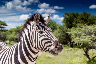 Plains Zebra Equus quagga burchellii,Burchells zebra,Plains zebra,Wild,Least Concern,quagga,Streams and rivers,Mammalia,Perissodactyla,Ponds and lakes,Equidae,Equus,Africa,Terrestrial,Savannah,Herbivorous,Temporar