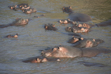 Hippopotamus Group,Maasai Mara,Kenya,Hippopotamidae,Hippopotamuses,Mammalia,Mammals,Even-toed Ungulates,Artiodactyla,Chordates,Chordata,Appendix II,Aquatic,Ponds and lakes,Omnivorous,Hippopotamus,Cetartiodactyla,V