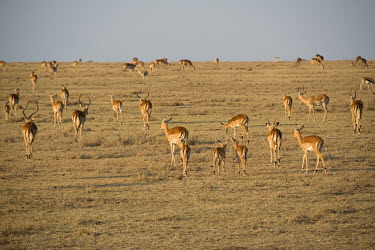 Impalas Maasai Mara,Kenya,Chordates,Chordata,Even-toed Ungulates,Artiodactyla,Bovidae,Bison, Cattle, Sheep, Goats, Antelopes,Mammalia,Mammals,Aepyceros,Animalia,Africa,Terrestrial,Vulnerable,Savannah,Cetartio