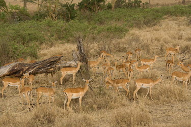 Impalas Serengeti National Park,Tanzania,Chordates,Chordata,Even-toed Ungulates,Artiodactyla,Bovidae,Bison, Cattle, Sheep, Goats, Antelopes,Mammalia,Mammals,Aepyceros,Animalia,Africa,Terrestrial,Vulnerable,Sa