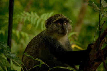 Zanzibar Sykes's monkey Primate,Close up,Zanzibar,Tanzania,Chordates,Chordata,Old World Monkeys,Cercopithecidae,Primates,Mammalia,Mammals,Terrestrial,Animalia,Omnivorous,Least Concern,Forest,Africa,Cercopithecus,IUCN Red Lis