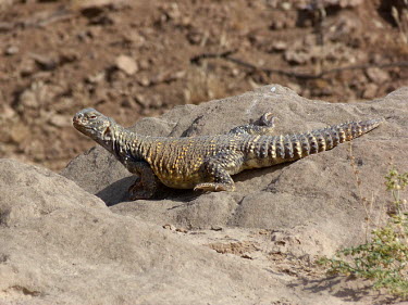 Mesopotamian spiny-tailed lizard (Saara loricata) Mesopotamian spiny-tailed lizard,Saara loricata