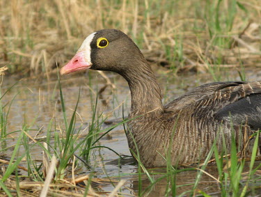 Lesser white-fronted goose (Anser erythropus) Lesser white-fronted goose,Anser erythropus,Ducks, Geese, Swans,Anatidae,Chordates,Chordata,Aves,Birds,Waterfowl,Anseriformes,Tundra,Europe,Asia,Temperate,Forest,Flying,Animalia,Vulnerable,Ponds and l