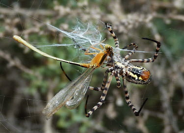 Wildscreen Banded Or Band And Garden And Spider