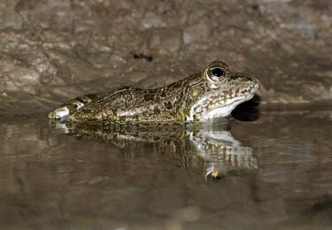 Eurasian marsh frog (Pelophylax ridibundus) Seyed Bagher Mousavi Eurasian marsh frog,Pelophylax ridibundus