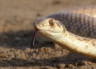Moila snake (Rhagerhis moilensis) Moila snake,Rhagerhis moilensis