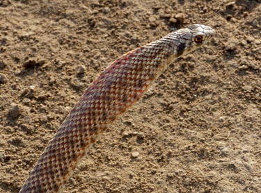 Moila snake (Rhagerhis moilensis) Moila snake,Rhagerhis moilensis