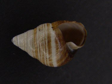 Achatinella lorata shell Mollusca,Achatinellidae,IUCN Red List,Terrestrial,Animalia,Stylommatophora,Critically Endangered,North America,Gastropoda,Achatinella