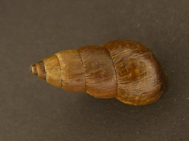 Carelia bicolor shell Animalia,Gastropoda,bicolor,Terrestrial,Stylommatophora,North America,Herbivorous,Extinct,Carelia,Amastridae,Mollusca,IUCN Red List