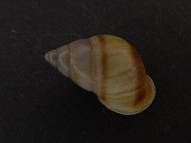 Partula hebe shell Terrestrial,Stylommatophora,Mollusca,Animalia,Gastropoda,Partula,Pacific,Partulidae,Herbivorous,Extinct in the Wild,Tropical,IUCN Red List