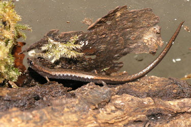 Taylor's pigmy salamander Adult,Terrestrial,Sub-tropical,Endangered,North America,Plethodontidae,IUCN Red List,Animalia,Chordata,Caudata,Amphibia,Tropical,Thorius