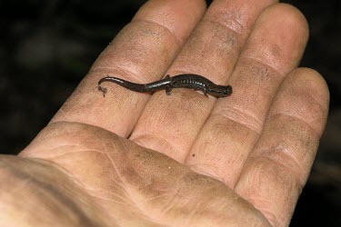 Terrestrial splayfoot salamander on hand Adult,Terrestrial,IUCN Red List,Animalia,Forest,terrestris,Plethodontidae,Critically Endangered,Sub-tropical,North America,Chordata,Amphibia,Chiropterotriton