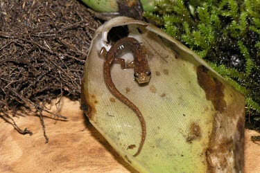Pygmy splayfoot salamander Adult,Chordata,Terrestrial,Plethodontidae,North America,IUCN Red List,Caudata,Forest,Sub-tropical,Amphibia,lavae,Animalia,Critically Endangered,Chiropterotriton (1)