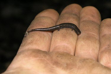 Terrestrial splayfoot salamander on hand, side view Adult,Terrestrial,IUCN Red List,Animalia,Forest,terrestris,Plethodontidae,Critically Endangered,Sub-tropical,North America,Chordata,Amphibia,Chiropterotriton