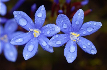 Close up of Nivenia stokoei flowers Flower,Mature form,Terrestrial,Iridaceae,Plantae,Magnoliopsida,Photosynthetic,Nivenia,Tracheophyta,Africa,Liliales