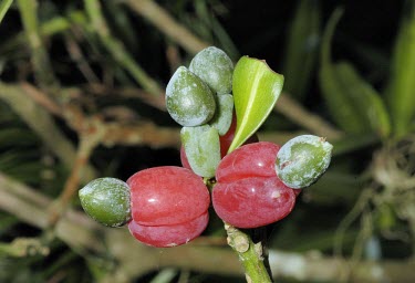 Podocarpus nakaii fruits close up Fruits or berries,Mature form,Leaves,Endangered,IUCN Red List,Asia,Forest,Photosynthetic,Podocarpus,Terrestrial,Podocarpaceae,Coniferopsida,Coniferales,nakaii,Tracheophyta,Plantae