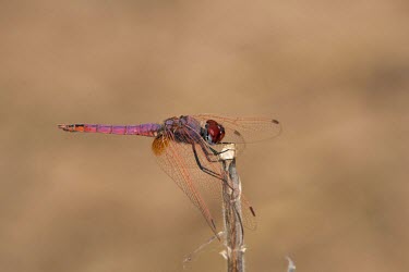 Male violet dropwing Terrestrial,Wetlands,Arthropoda,Animalia,Carnivorous,Libellulidae,Least Concern,Temporary water,Asia,Africa,Ponds and lakes,Insecta,Europe,annulata,Aquatic,Flying,Forest,Streams and rivers,Trithemis,O