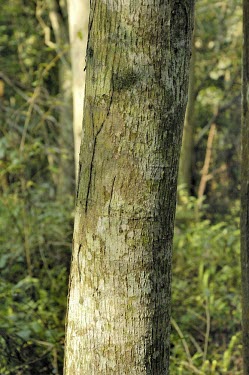 Podocarpus nakaii bark Mature form,Endangered,IUCN Red List,Asia,Forest,Photosynthetic,Podocarpus,Terrestrial,Podocarpaceae,Coniferopsida,Coniferales,nakaii,Tracheophyta,Plantae