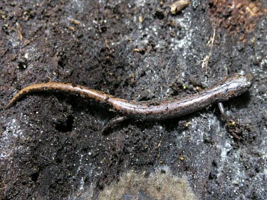 Pseudoeurycea leprosa on soil Adult,Caudata,Forest,Plethodontidae,Chordata,Carnivorous,Pseudoeurycea,Terrestrial,IUCN Red List,Vulnerable,North America,Amphibia,Animalia