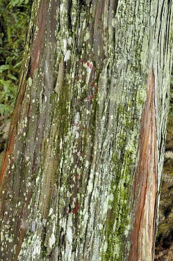 Cunninghamia konishii trunk Mature form,Terrestrial,Endangered,Plantae,Tracheophyta,Coniferopsida,Asia,Photosynthetic,IUCN Red List,Cunninghamia,Coniferales,konishii,Forest,Cupressaceae