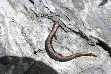 Taylor's pigmy salamander, dorsal view Adult,Terrestrial,Sub-tropical,Endangered,North America,Plethodontidae,IUCN Red List,Animalia,Chordata,Caudata,Amphibia,Tropical,Thorius