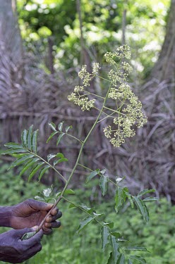 African walnut flowers and leaves, in hand Fruits or berries,Leaves,Vulnerable,Africa,Meliaceae,Tracheophyta,Broadleaved,Sapindales,trichilioides,Magnoliopsida,Plantae,Photosynthetic,Lovoa,Coniferous,Terrestrial,IUCN Red List