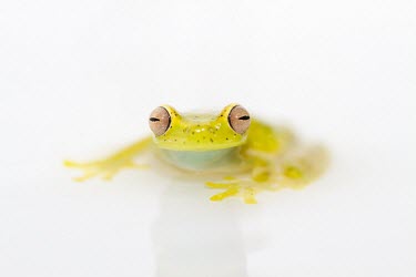 La Loma tree frog front profile Adult,Sub-tropical,colymba,Hylidae,Tropical,South America,Hyloscirtus,Animalia,Streams and rivers,Fresh water,Rainforest,Amphibia,Anura,Terrestrial,Chordata,IUCN Red List,Aquatic,Critically Endangered