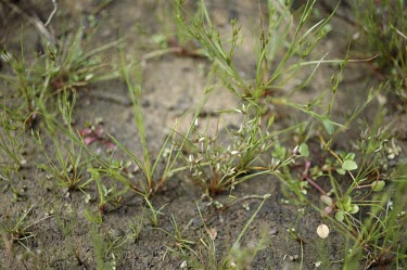 Pygmy rush in flower Mature form,Flower,Endangered,Anthophyta,Agricultural,Juncus,Temporary water,Liliopsida,Africa,Photosynthetic,Juncales,Plantae,Juncaceae,Terrestrial,Europe,Wetlands