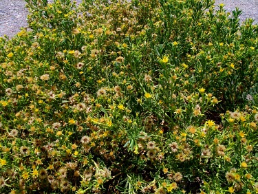 Iphiona aucheri in flower Mature form,Flower,Leaves,Photosynthetic,Asterales,Compositae,Terrestrial,Iphiona,Plantae,Desert,Asia,Magnoliopsida,Tracheophyta