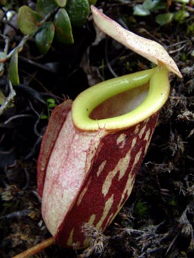 Nepenthes glabrata pitcher, lower form Mature form,Asia,Carnivorous,Forest,Nepenthes,IUCN Red List,Nepenthales,Nepenthaceae,Plantae,Magnoliopsida,Tracheophyta,Terrestrial,Sub-tropical,Vulnerable