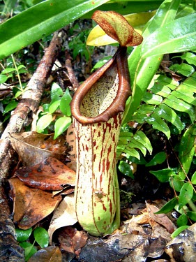 Nepenthes insignis lower pitcher, Biak form Mature form,Forest,Terrestrial,CITES,Asia,Vulnerable,Riparian,IUCN Red List,Nepenthales,Nepenthaceae,Appendix II,Nepenthes,Photosynthetic,Plantae,Tracheophyta,Magnoliopsida
