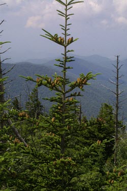 Fraser fir showing female cones Mature form,Asexual reproductive structures,Reproduction,Plantae,Coniferales,IUCN Red List,Endangered,Terrestrial,Abies,Tracheophyta,Mountains,Coniferopsida,fraseri,North America,Pinaceae