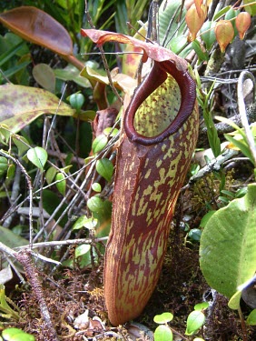 Nepenthes klossii pitcher front profile Mature form,Plantae,Magnoliopsida,Nepenthaceae,Terrestrial,Grassland,Photosynthetic,Nepenthes,CITES,Appendix II,Tracheophyta,Nepenthales,IUCN Red List,Asia,Vulnerable