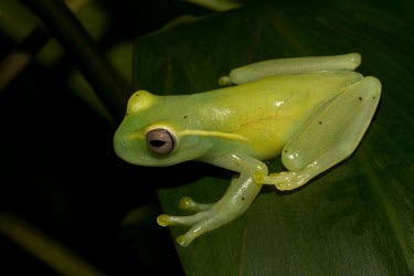 La Loma tree frog side profile Adult,Sub-tropical,colymba,Hylidae,Tropical,South America,Hyloscirtus,Animalia,Streams and rivers,Fresh water,Rainforest,Amphibia,Anura,Terrestrial,Chordata,IUCN Red List,Aquatic,Critically Endangered