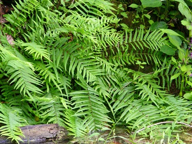Ladder brake fern Leaves,Polypodiopsida,Pteris,Polypodiophyta,Asia,IUCN Red List,Africa,Not Evaluated,Australia,Pteridaceae,Rock,Pteridales,Plantae,Photosynthetic,Terrestrial